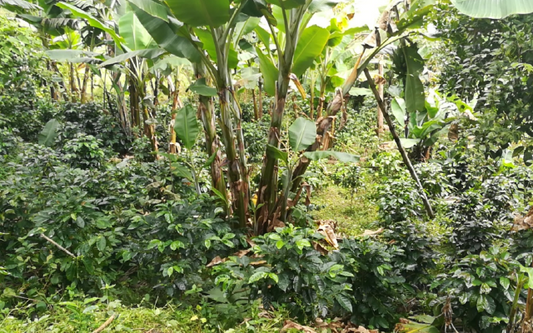 Should You Be Buying Certified Organic Coffee?