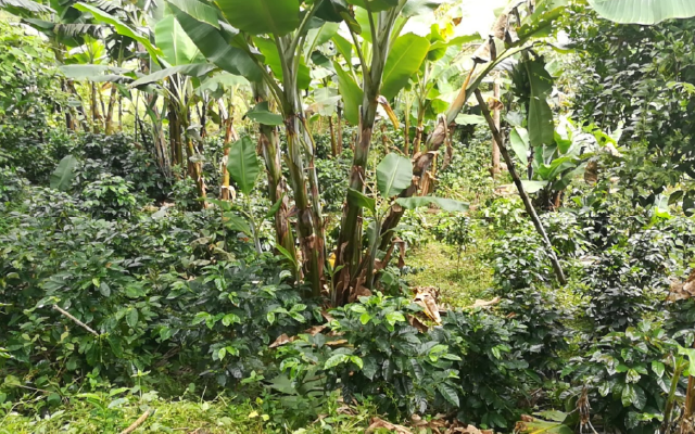 Should You Be Buying Certified Organic Coffee?
