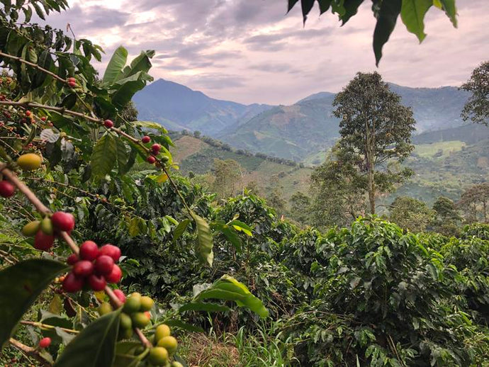 Direct Trade Coffee: What is it and Why Don't We Offer It (Yet)