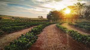 How Climate Change is Impacting the Coffee Industry