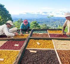 The Impact of Coffee Processing