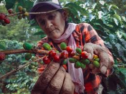 The Exploitation of Women and Labor in Coffee Production